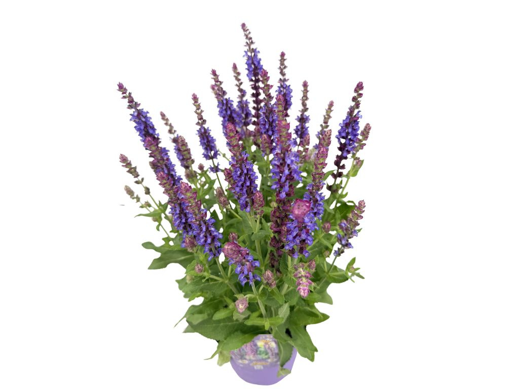 Šalvia hájna Apex Blue, kvetináč 15 cm