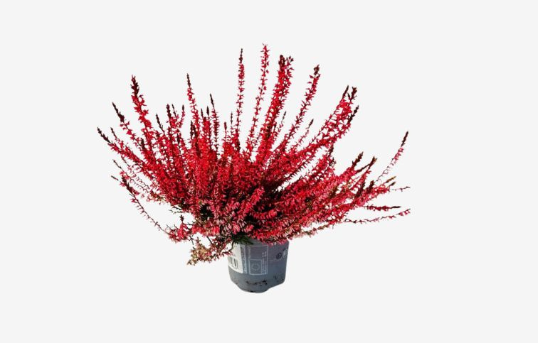 Vres Garden Girls farbený červený, kont. p11