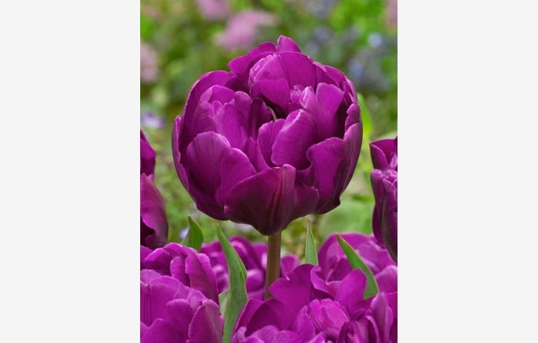 Tulipán Double Purple 5 ks v balení