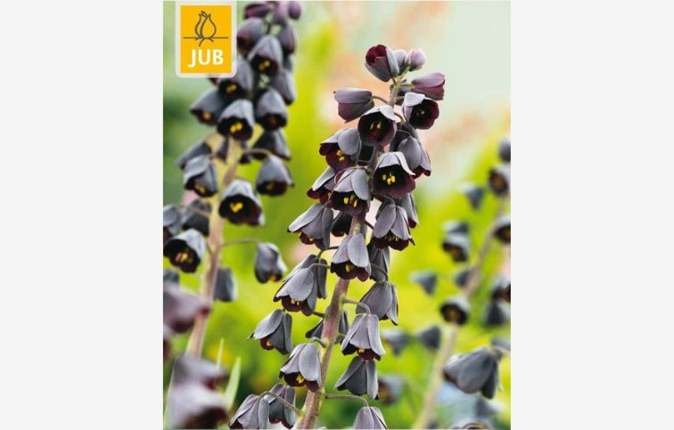 Korunkovka perzská 1 ks v balení