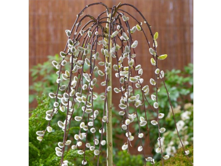 Vŕba rakytová Kilmarnock Pendula na kmienku 140-150 cm, kont. 5 l