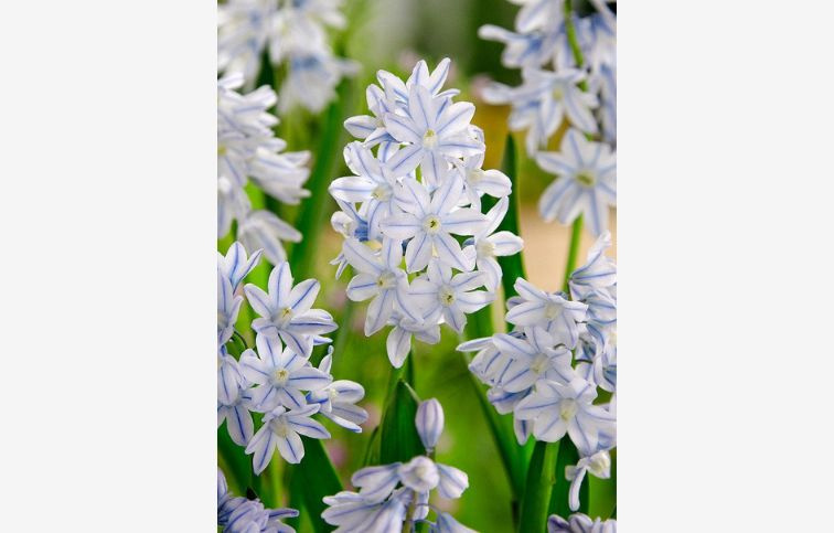 Puškínia modrá - Puschkinia libanotica 25 ks v balení