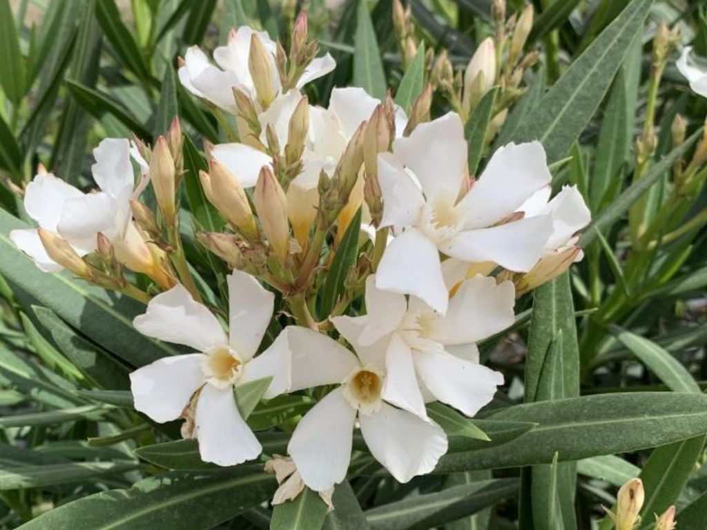 Oleander Evolution Popcorn, výška 20-30 cm, kvetináč 12 cm