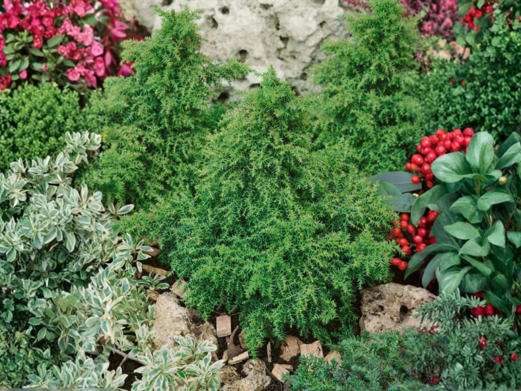 Kryptoméria japonská Yokohama, výška 20-30 cm, kvetináč 19 cm