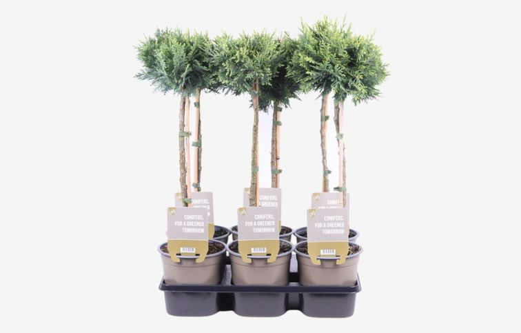 Cypruštek lawsonov White Spot na kmienku, výška 50-60 cm, kont. p15