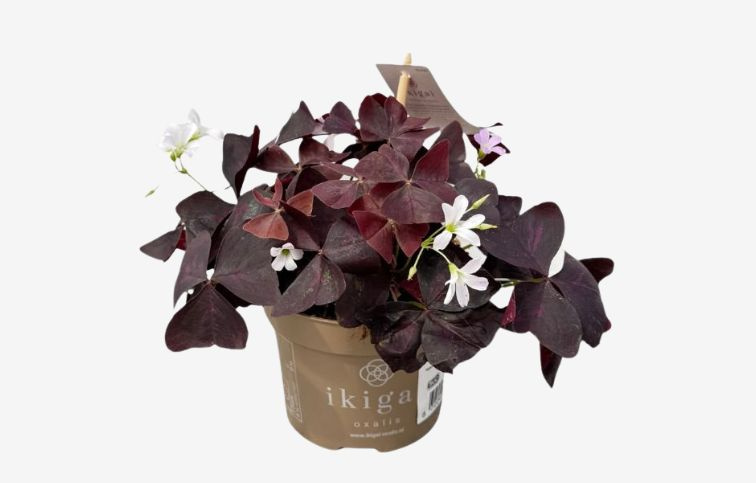 Kyslička trojhranná - Oxalis triangularis, kont. p12