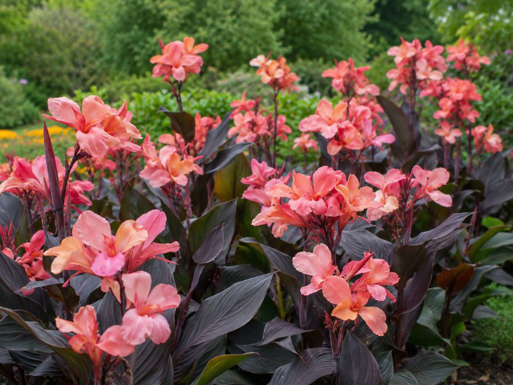 Kana hybridná CannaSun Rosita