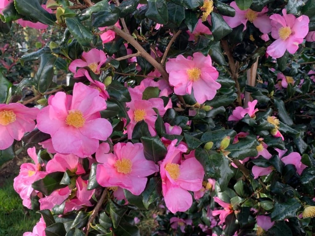 Kamélia sasanková Cleopatra, výška 60-90 cm, kvetináč 9 l