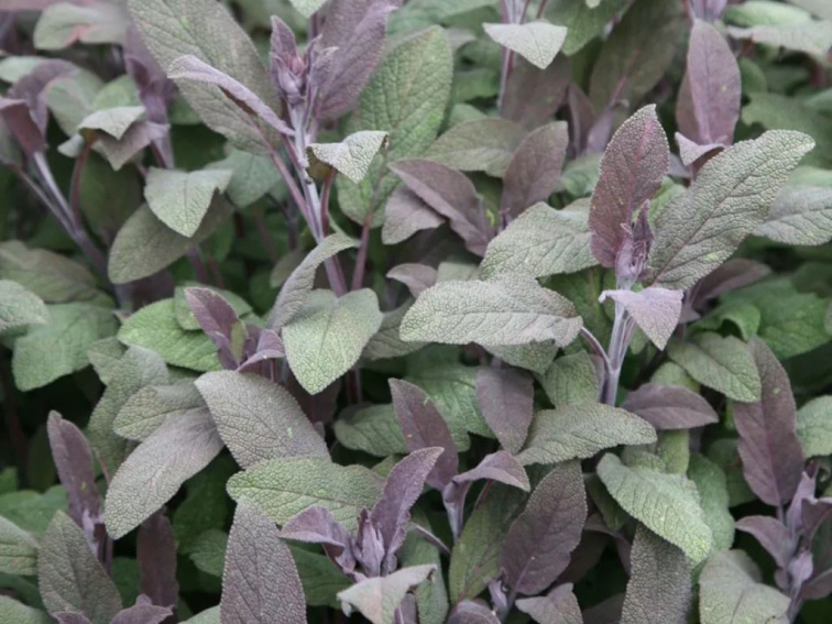 Šalvia lekárska Purpurascens