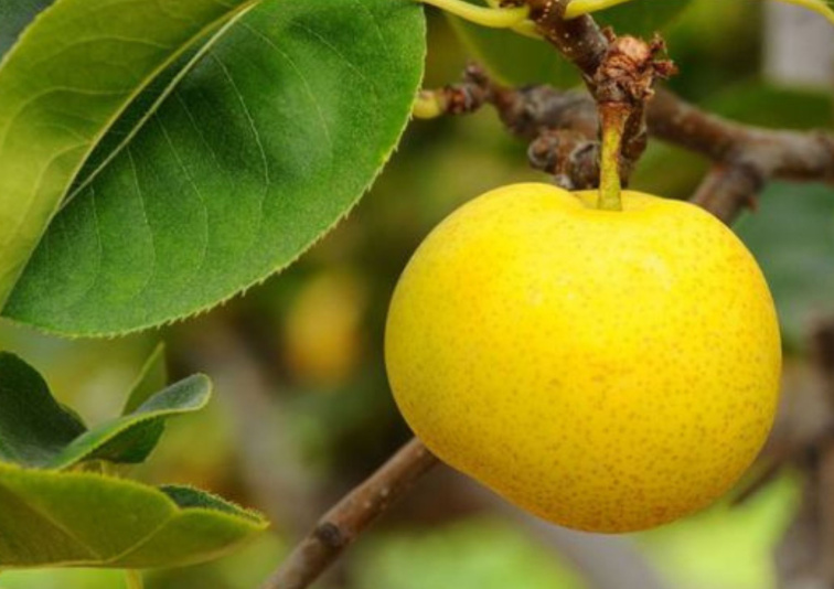 Hruška ázijská Nijisseiki, podp. Kaukazská hruška, voľnok.