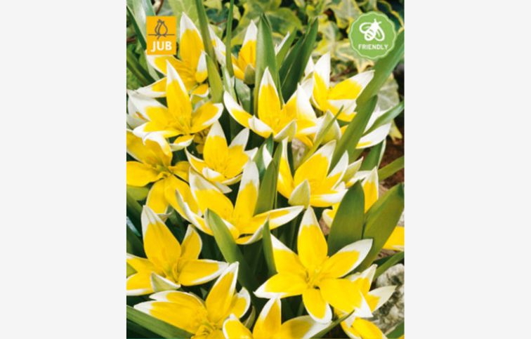 Tulipán botanický Tarda Dasystemon 10 ks v balení