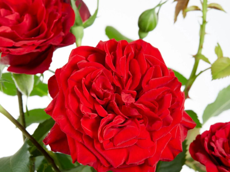 Ruža popínavá Crazy in Love red, výška 50-60 cm, kvetináč 15 cm