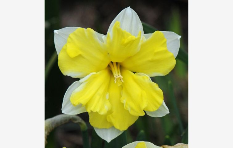 Narcis Cassata 5 ks v balení