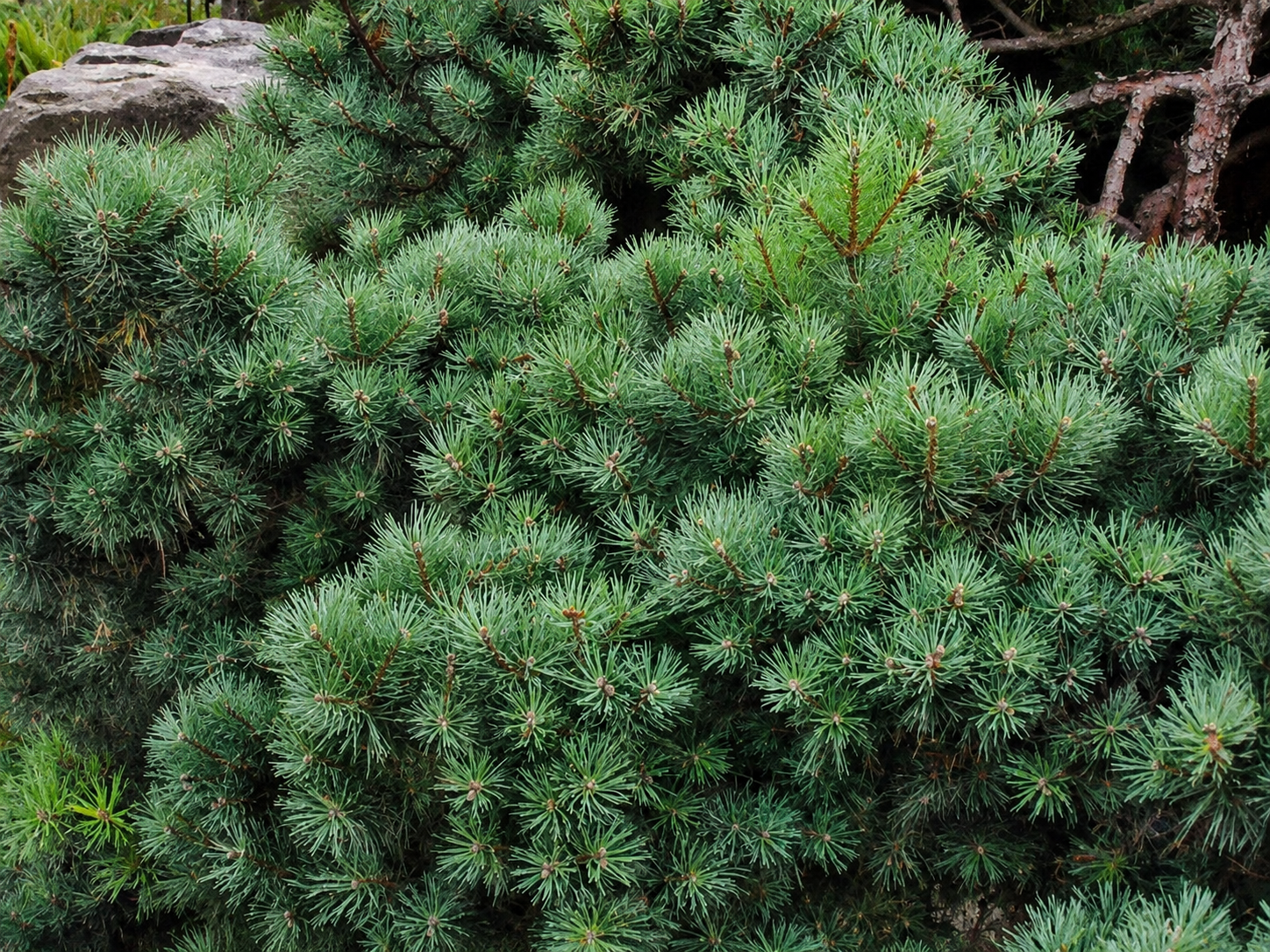 Borovica lesná Beuvronensis, výška 60-80 cm, kvetináč 9 l