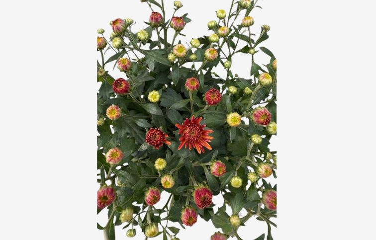 Chryzantéma Garden Mum Orange, kont. p10,5