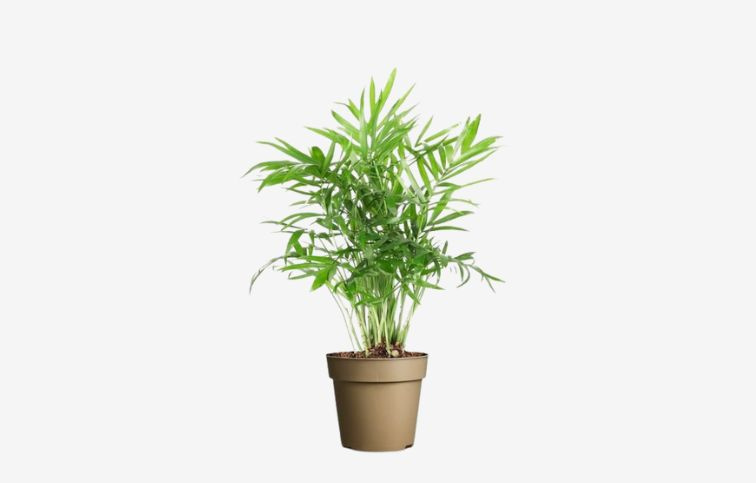 Chamaedorea elegans 20-30cm, kont. p9