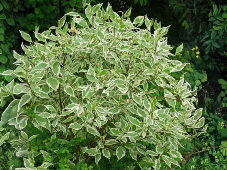 Drieň biely Elegantissima, výška 30-40 cm, kvetináč 14 cm