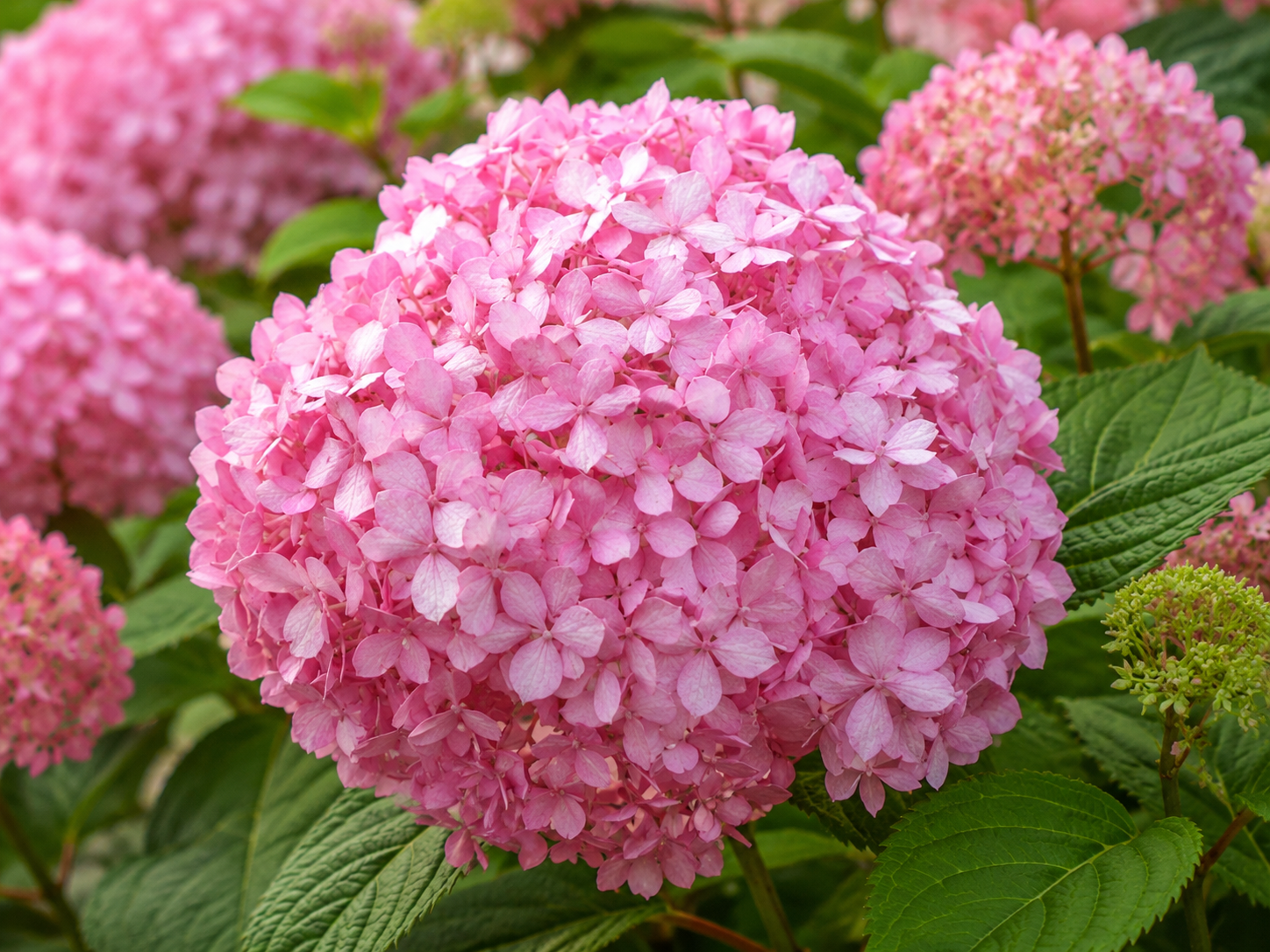Hortenzia stromčekovitá Candybelle Bubllegum, výška 20-40 cm, kvetináč 2 l