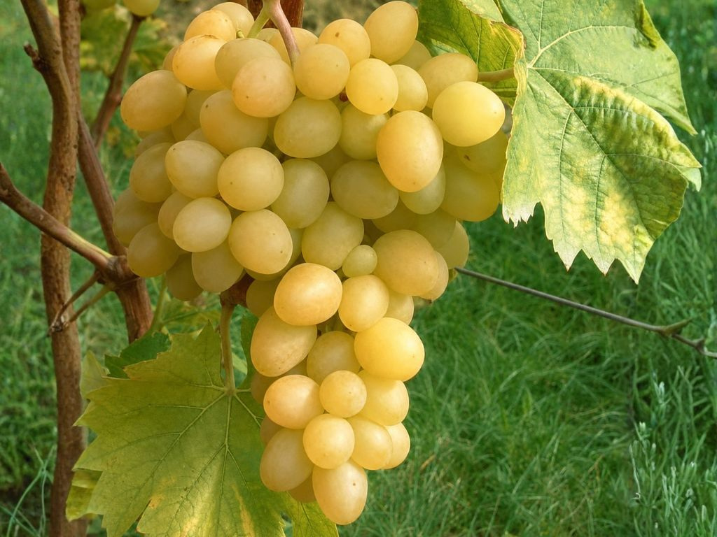 Vinič stolový Arkadia, vyviazaný, výška 150-175 cm, kvetináč 5 l