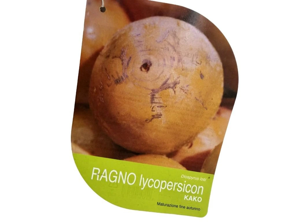 Hurmikaki Ragno na 80-100 cm kmienku, výška 160-200 cm, kvetináč 10 l