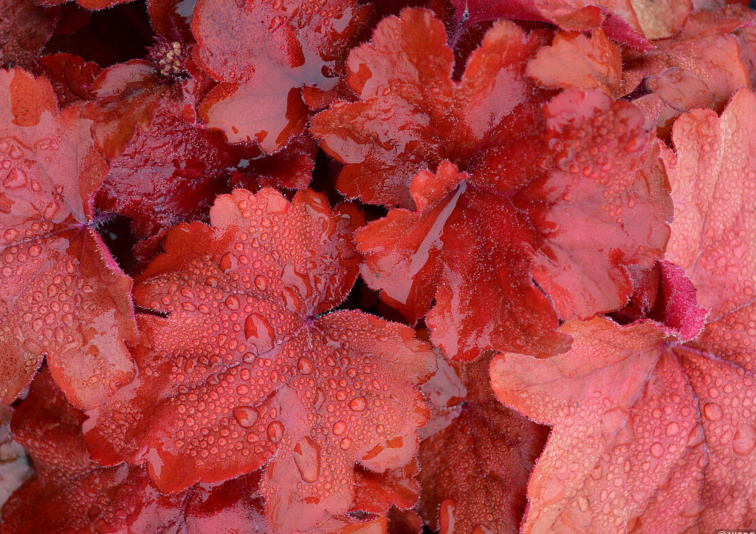 Heuchera Fire Alarm