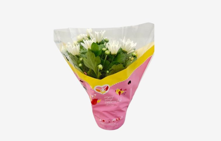 Chryzantéma Surf, kont. p12