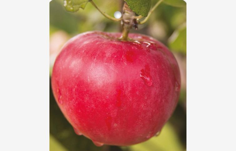 Jabloň Malinové Hornokrajské, podpník M26, voľnok.