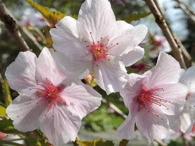 Okrasná čerešňa Brilliant, výška 50-80 cm, kvetináč 23 cm