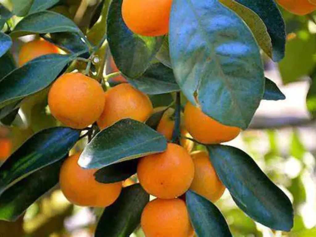 Citrus Nobilis - mandarínka na 25-30 cm kmienku, výška 60-70 cm, kvetináč 5 l