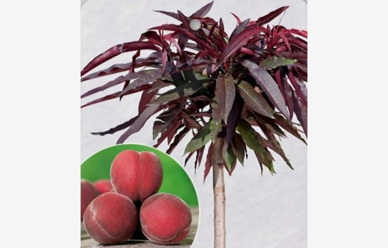 Mini broskyňa Honey Red 50-70 cm podp. Rakonieviczká, kont. 4 l