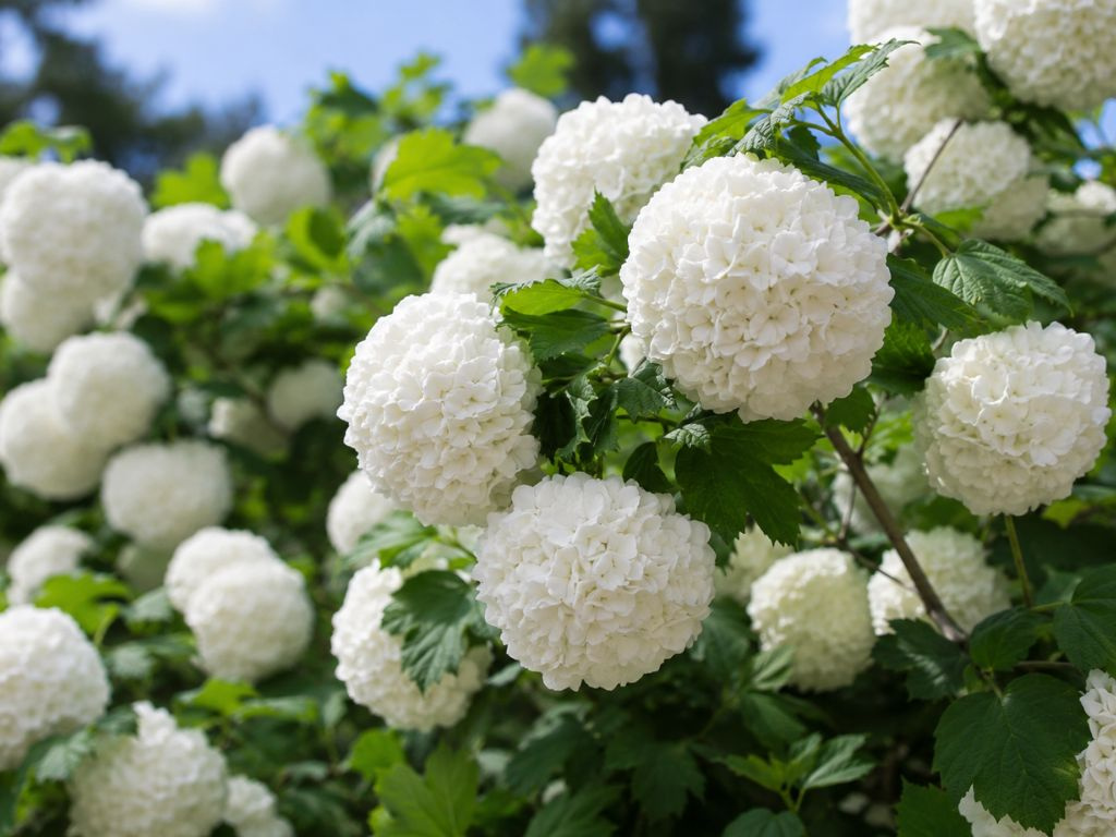Kalina japonská Gandiflorum, výška 20-40 cm, kvetináč 2 l