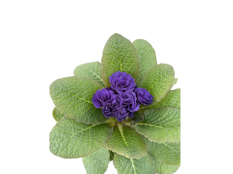 Prvosienka Rubens Blue Shade, kont. 11 cm