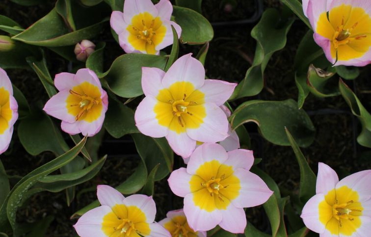 Tulipán botanický Bakeri Lilac Wonder 10 ks v balení