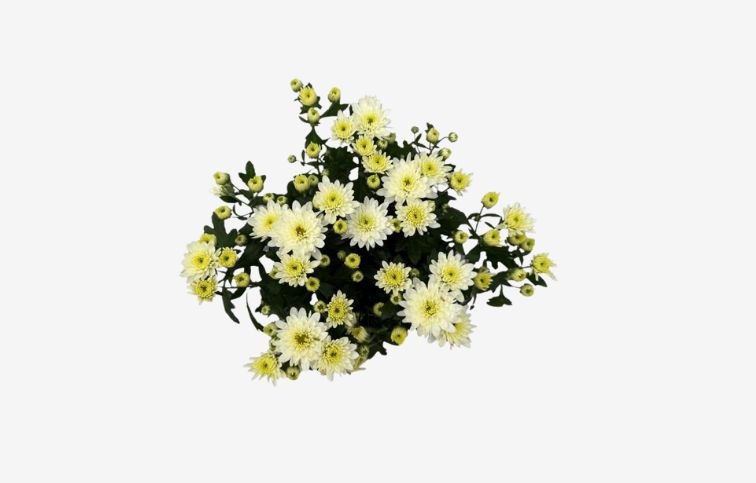 Chryzantéma Garden Mum Cream White, kont. p10,5