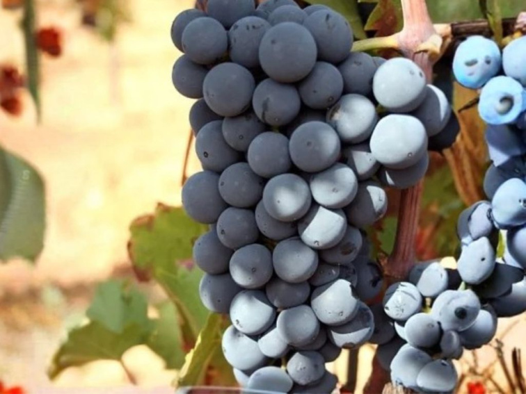 Vinič muštový Regent, kvetináč 2 l