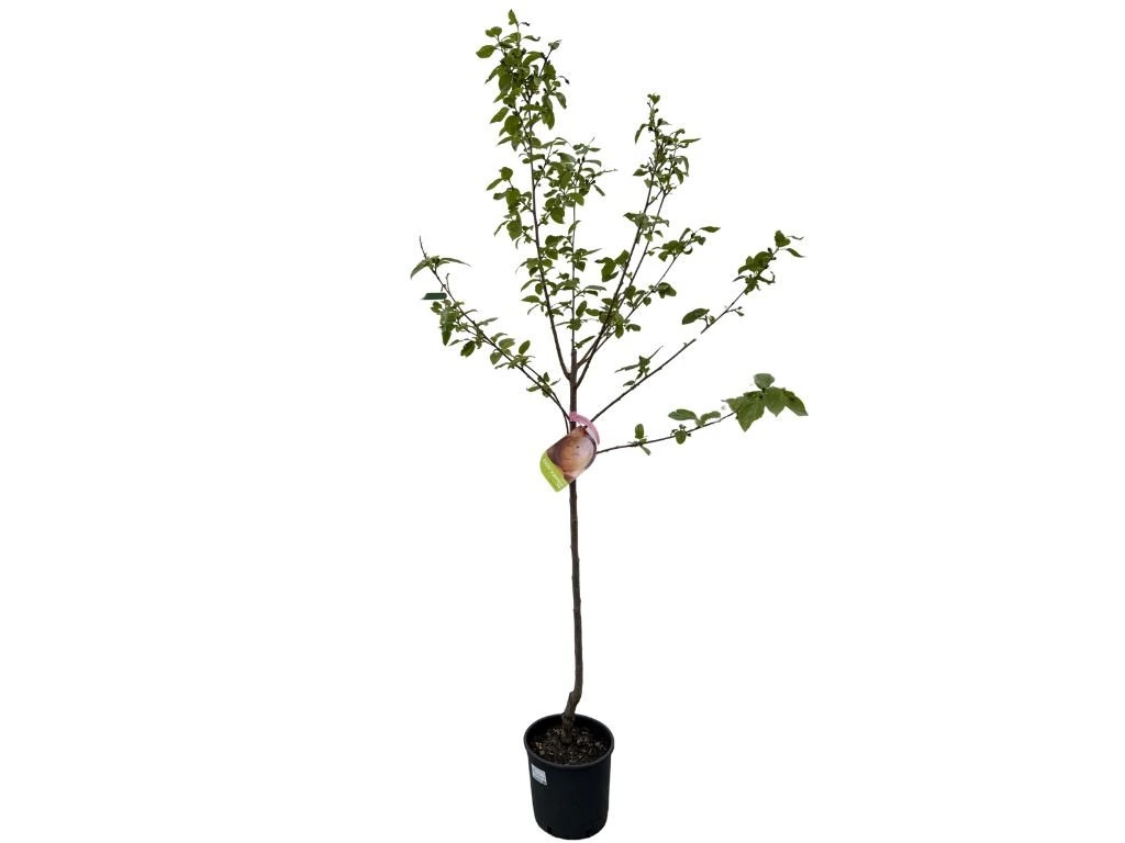 Hurmikaki Ragno na 80-100 cm kmienku, výška 160-200 cm, kvetináč 10 l