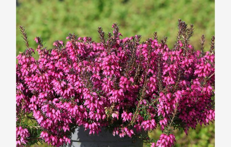 Vresovec pleťový Winter Ladies Sarah - Erica carnea, kont. p9