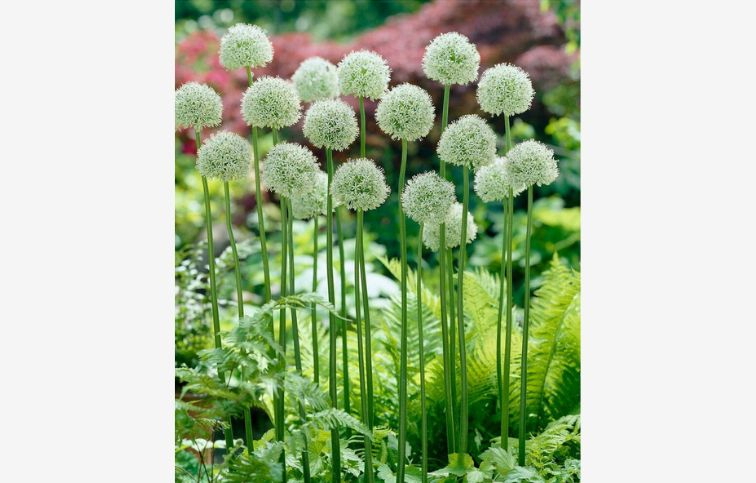 Okrasný cesnak Mount Everest 3 ks v balení