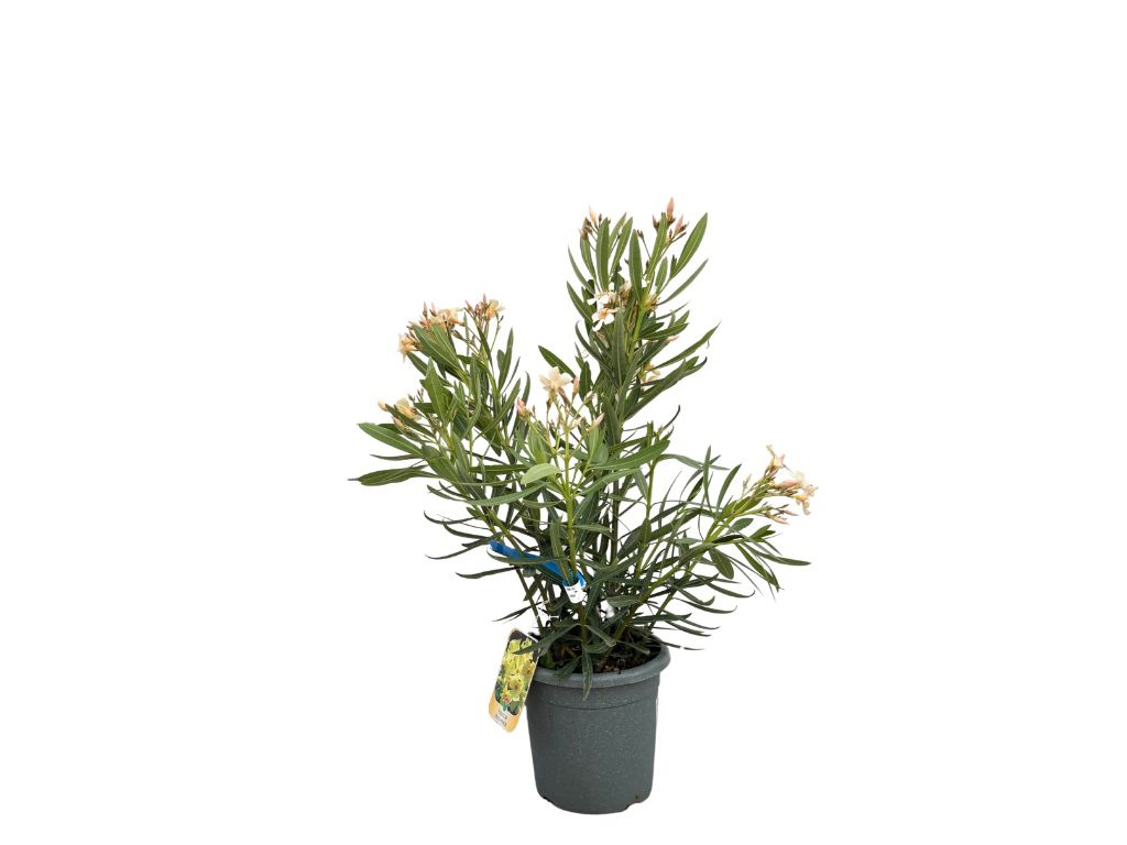 Oleander Marie Gambetta, výška 60-80 cm, kvetinač 10 l