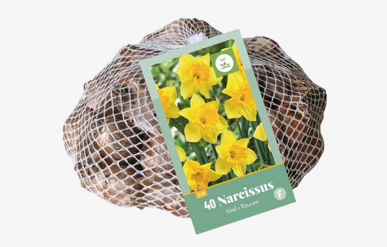Narcis Yellow 40 ks v balení