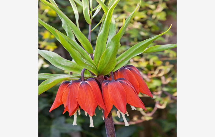 Korunkovka Imperialis Rubra 1 ks v balení