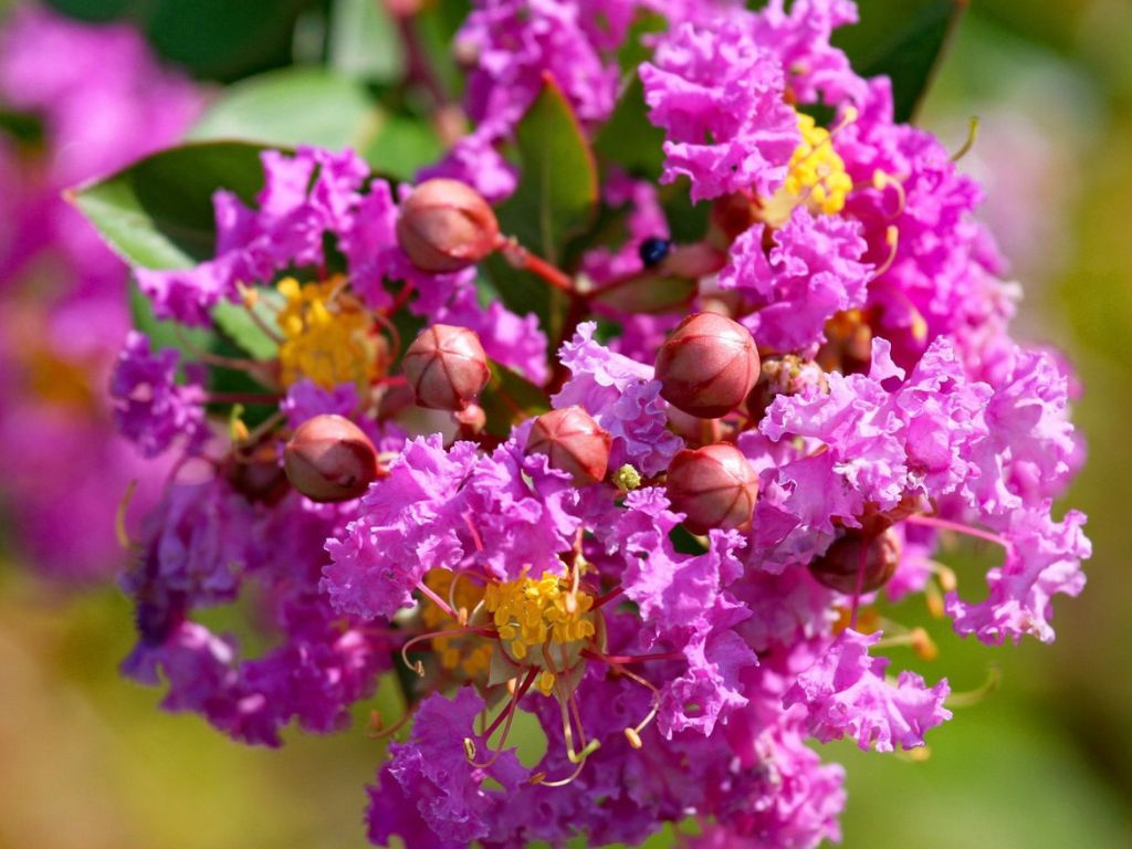 Myrta krepová Petite Orchid, výška 20-30 cm, kvetináč 2 l