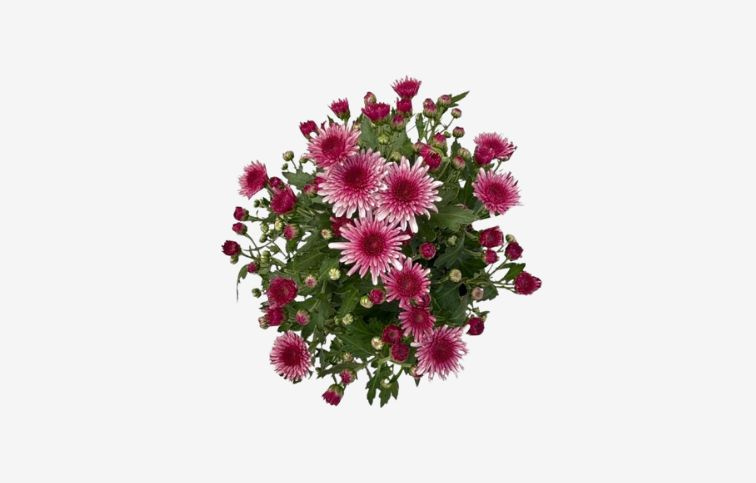 Chryzantéma Garden Mum Pink Bicolor, kont. p12