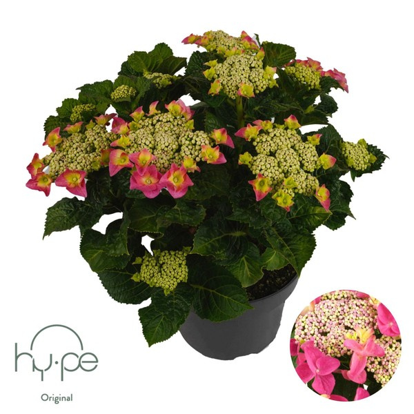 Hortenzia kalinolistá Hy-pe Lacecap Pink, výška 30-40 cm, kvetináč 23 cm