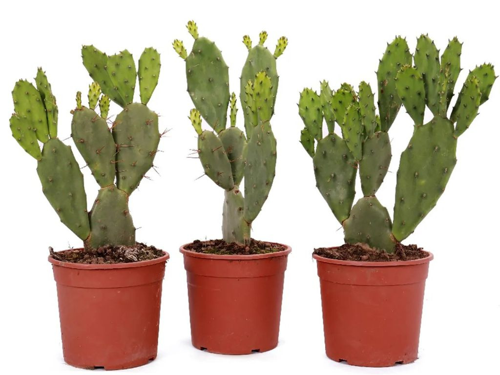 Opuncia veľkotŕňová, výška 20-30 cm, kvetináč 3 l