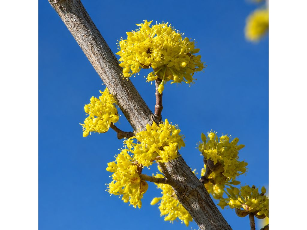 Drieň jedlý, výška 30-50 cm, kvetináč 2 l