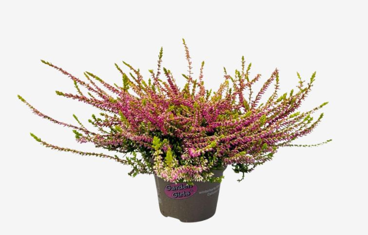 Vres Garden Girls ružovožltý, kont. p11