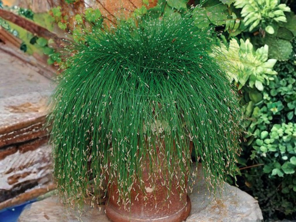Isolepis carnea Fibre Optic Grass