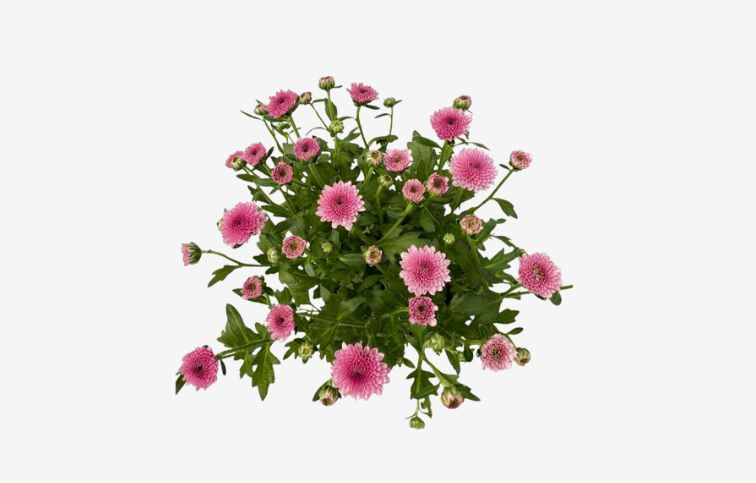 Chryzantéma Jellyfish Pink, kont. p12