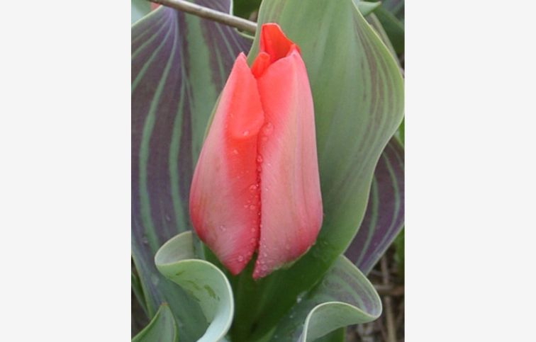 Tulipán TRAUTTMANSDORFF 7 ks v balení